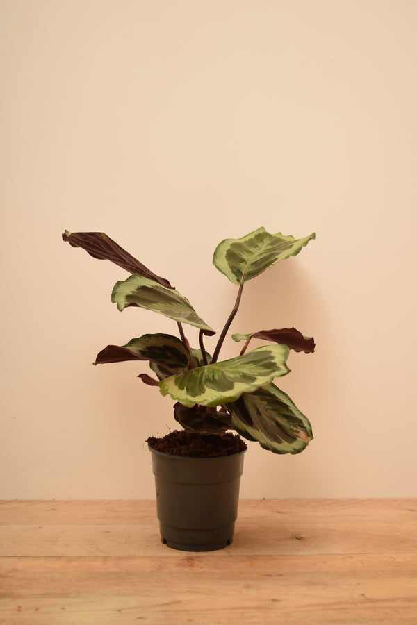 Goeppertia roseopicta 'Medallion'