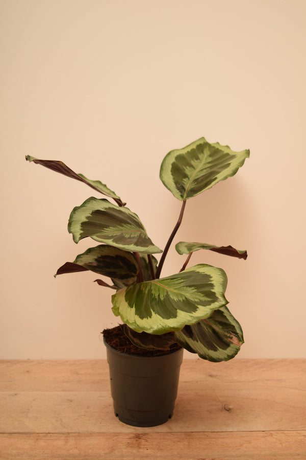 Goeppertia roseopicta 'Medallion'