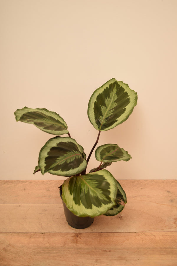 Goeppertia roseopicta 'Medallion'