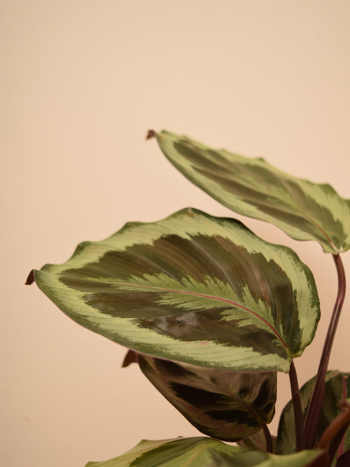 Goeppertia roseopicta 'Medallion'