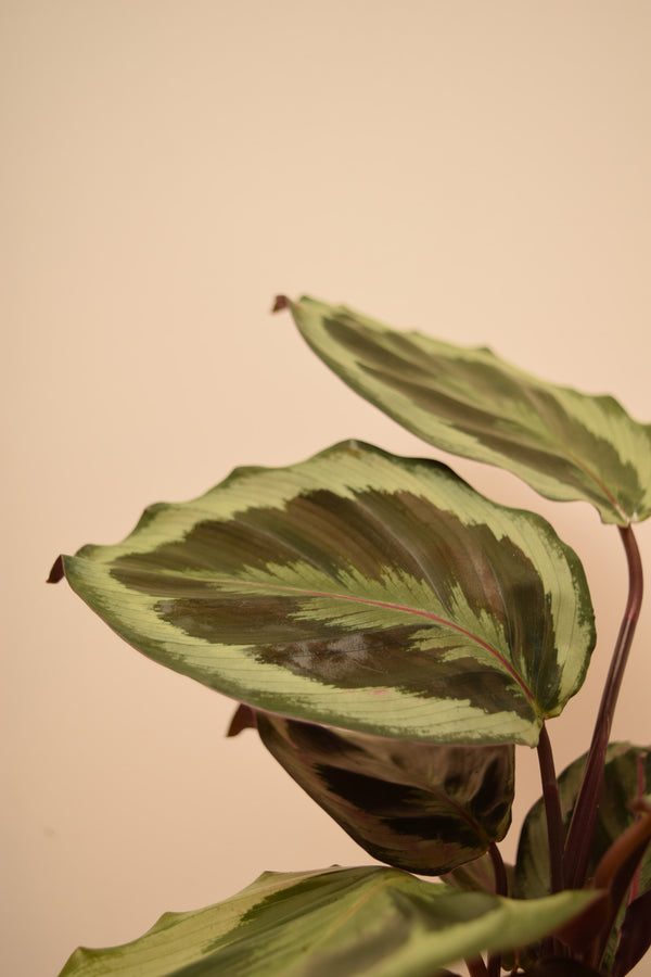 Goeppertia roseopicta 'Medallion'