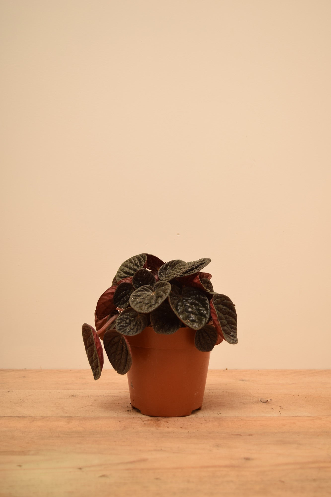 Peperomia caperata 'Chocolate Ripple'