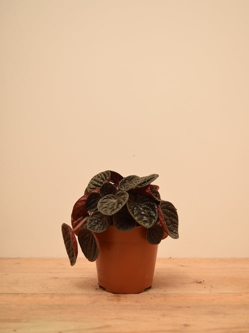 Peperomia caperata 'Chocolate Ripple'