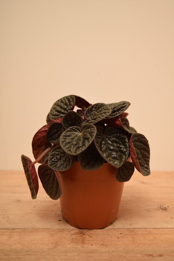 Peperomia caperata 'Chocolate Ripple'