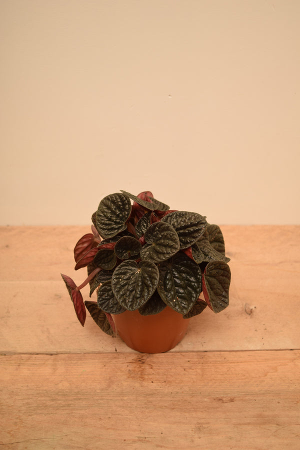 Peperomia caperata 'Chocolate Ripple'
