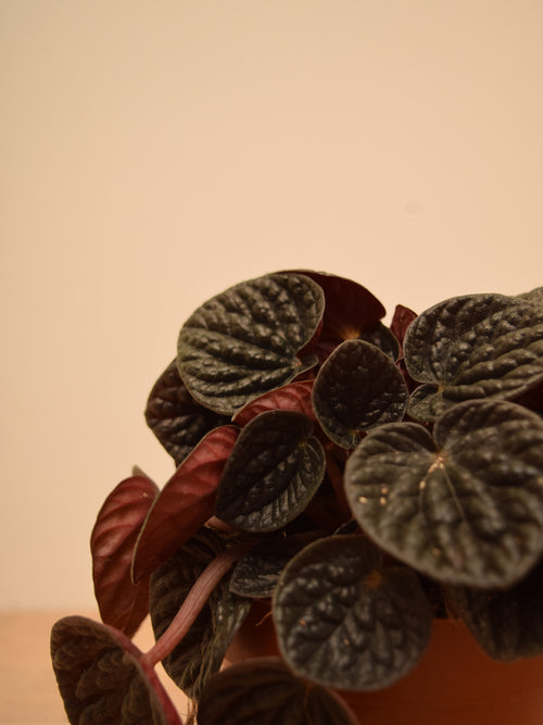 Peperomia caperata 'Chocolate Ripple'