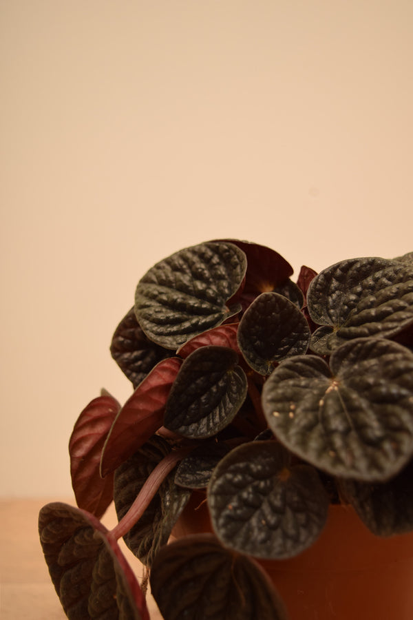Peperomia caperata 'Chocolate Ripple'