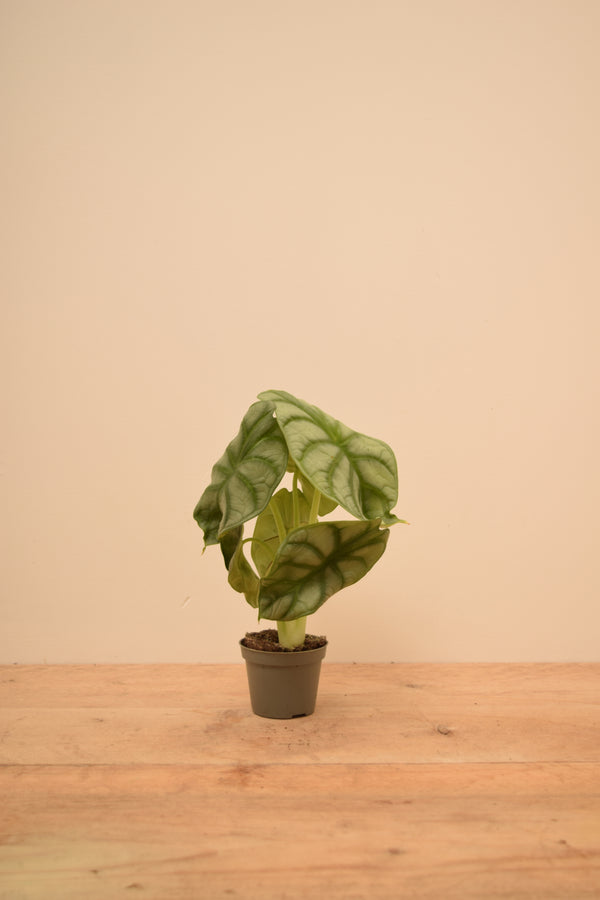 Alocasia 'Silver Dragon'