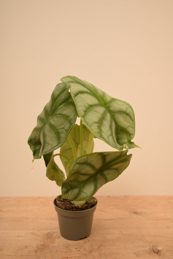 Alocasia 'Silver Dragon'