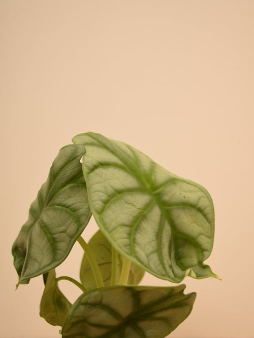 Alocasia 'Silver Dragon'