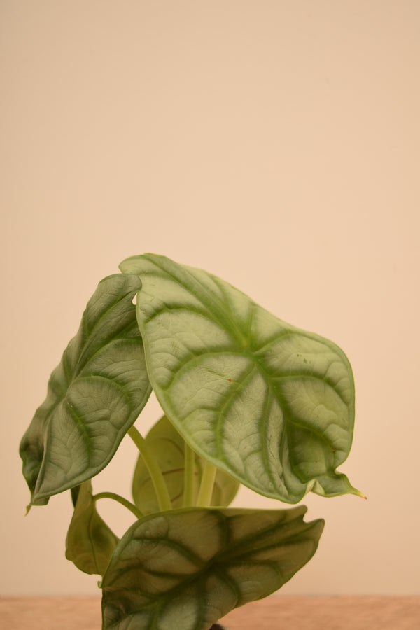 Alocasia 'Silver Dragon'
