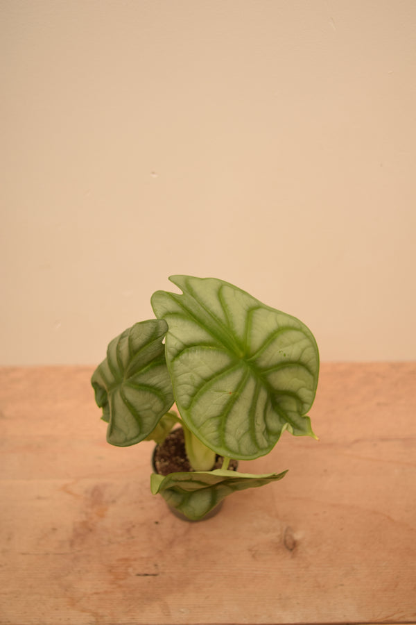 Alocasia 'Silver Dragon'