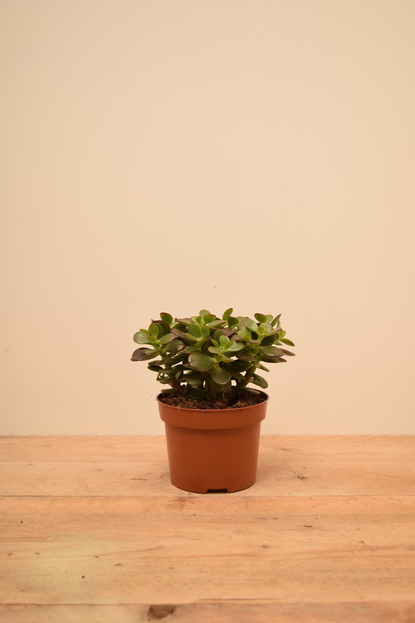 Crassula ovata 'Minor'