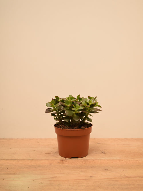 Crassula ovata 'Minor'