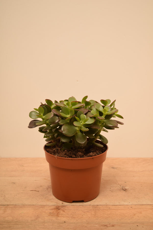 Crassula ovata 'Minor'