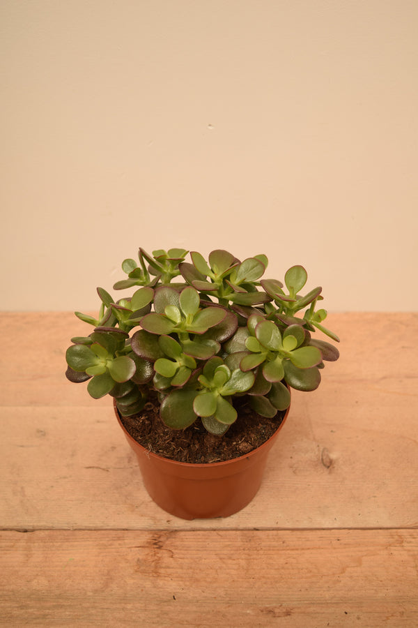 Crassula ovata 'Minor'
