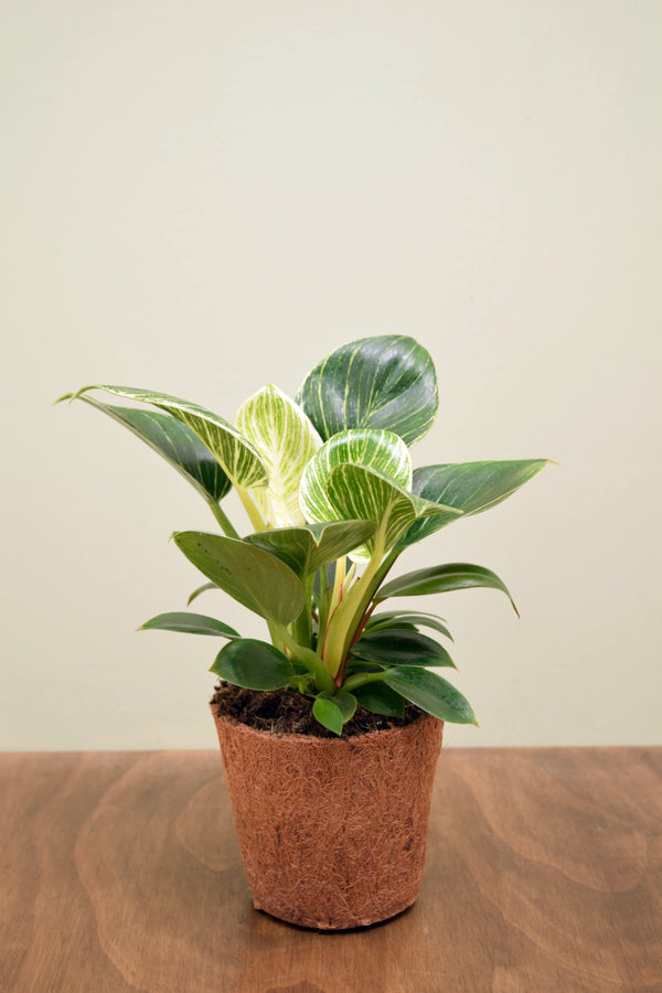 Philodendron 'Birkin'