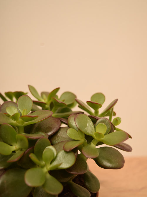 Crassula ovata 'Minor'