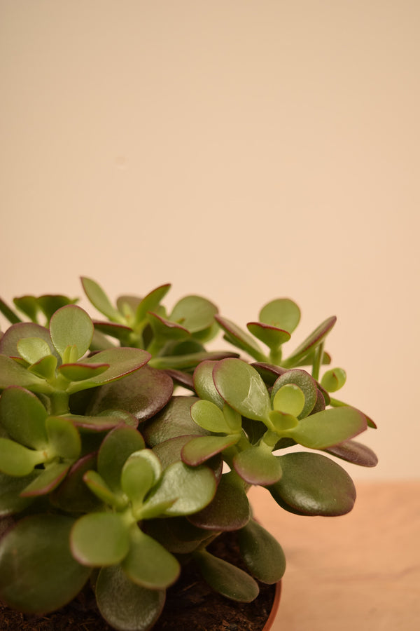 Crassula ovata 'Minor'