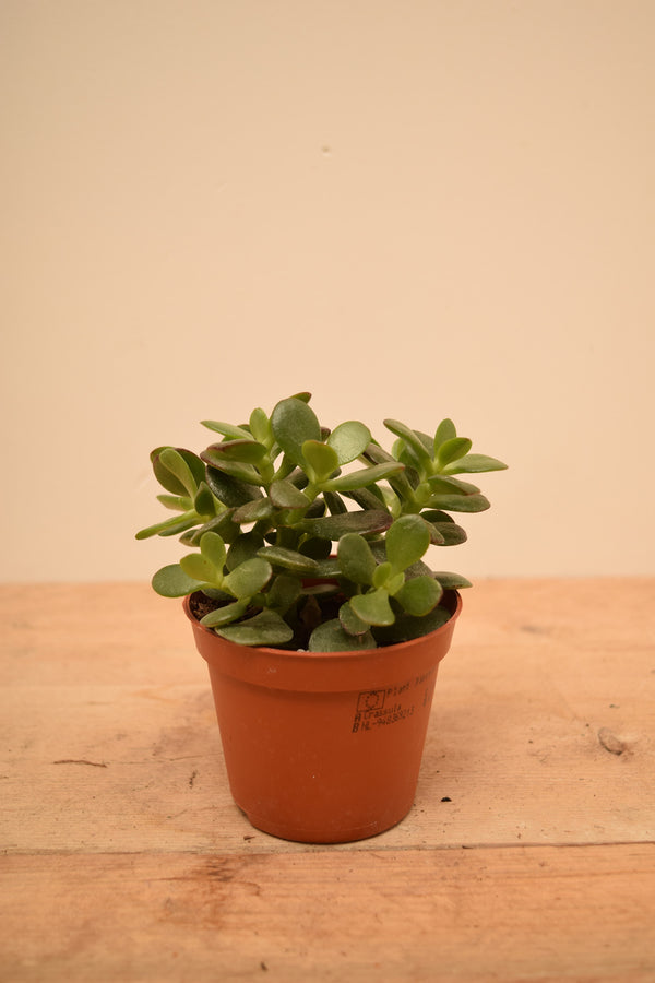 Crassula ovata 'Minor'