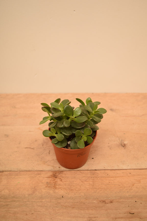 Crassula ovata 'Minor'