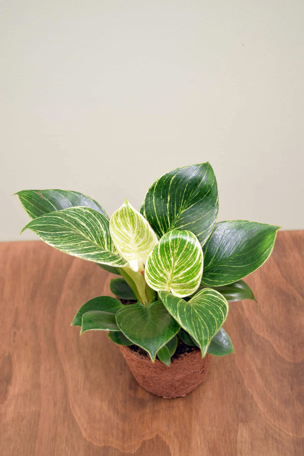 Philodendron 'Birkin'