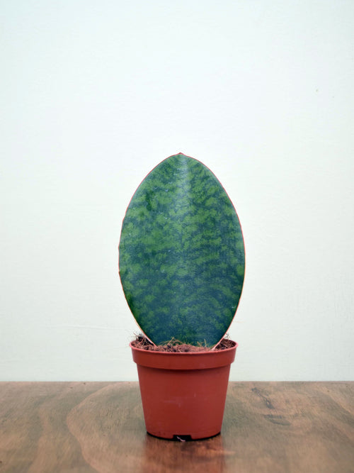 Sansevieria masoniana