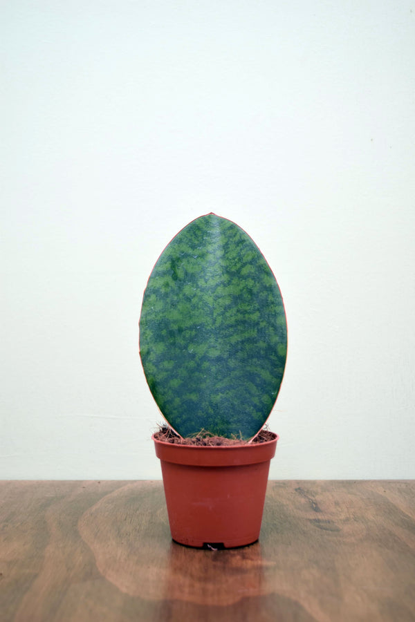 Sansevieria masoniana