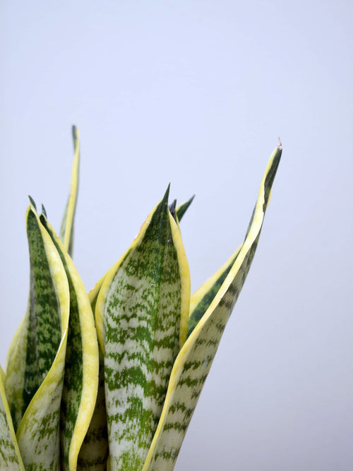 Sansevieria trifasciata 'Futura Superba'