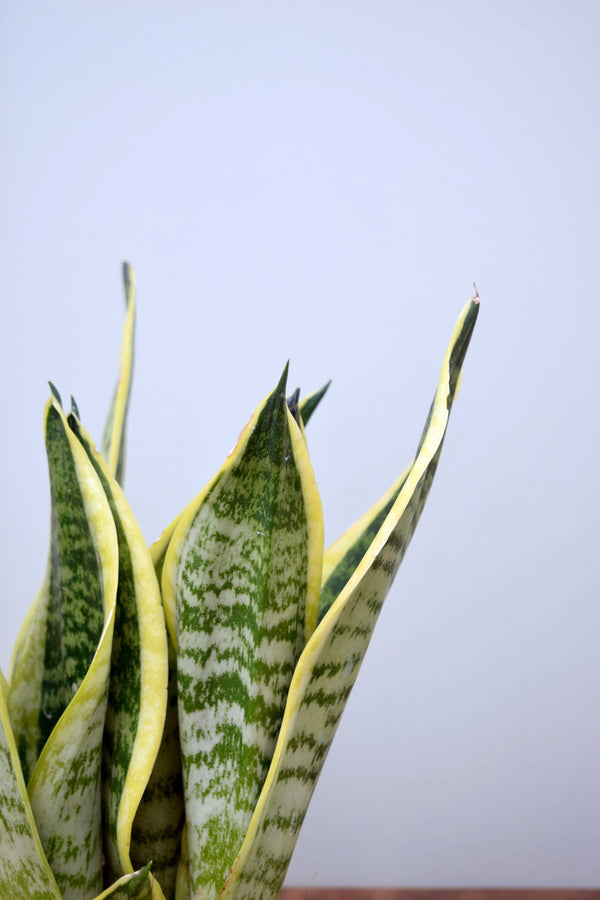 sansevieria trifasciata futura superba Sansevieria trifasciata 'Futura Superba'