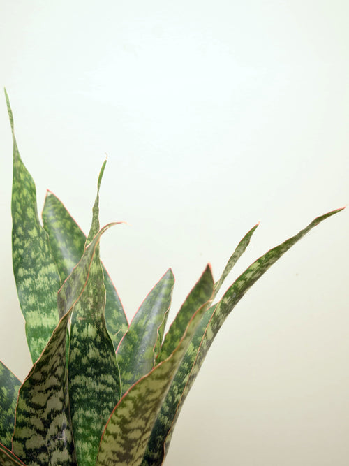 Sansevieria aubrytiana 'Dragon'