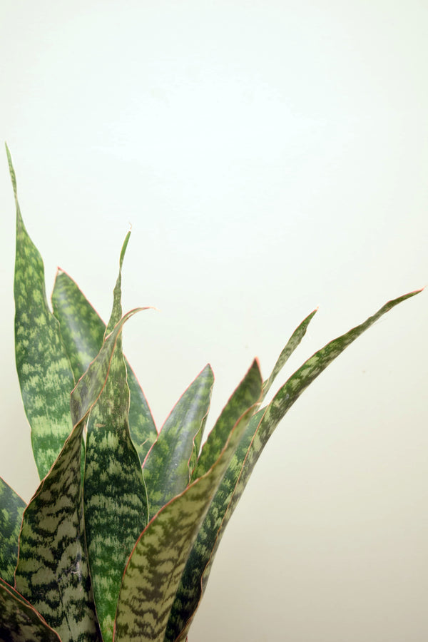 Sansevieria aubrytiana 'Dragon'