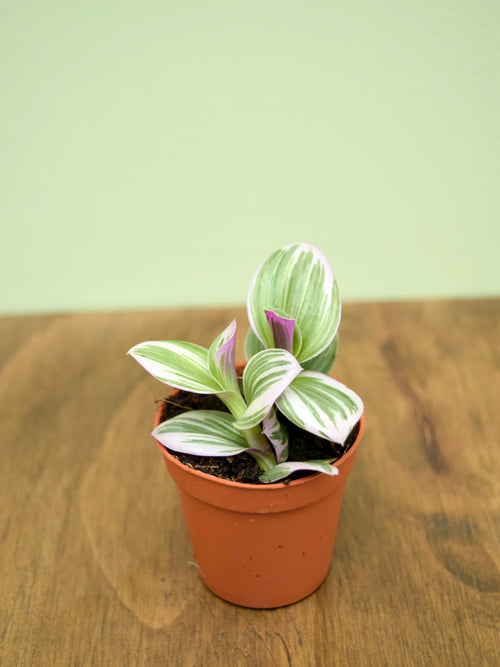 Tradescantia albiflora 'Nanouk'