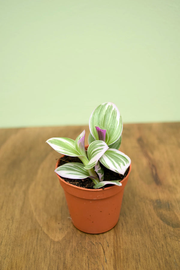 Tradescantia albiflora 'Nanouk'