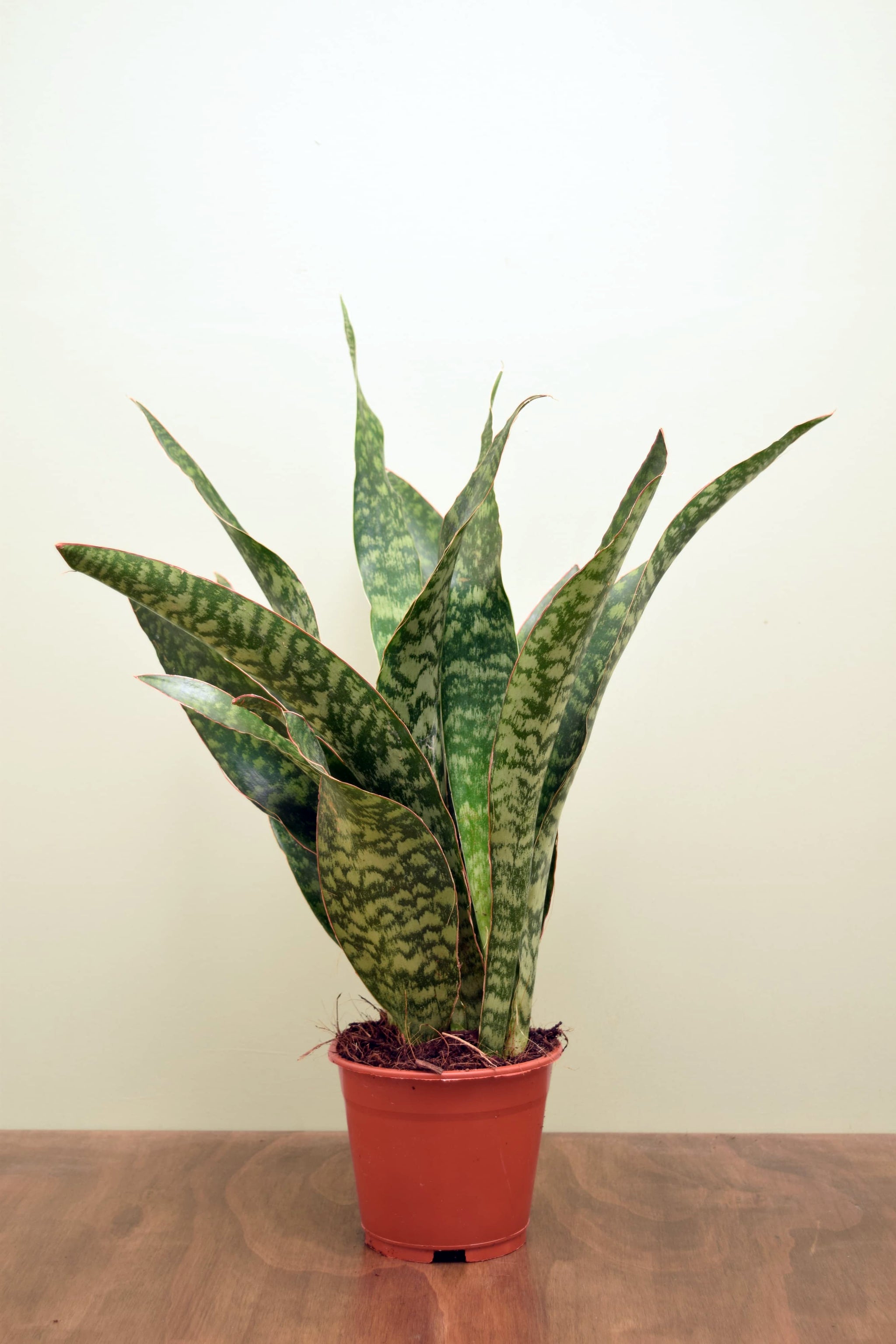 Sansevieria aubrytiana 'Dragon'