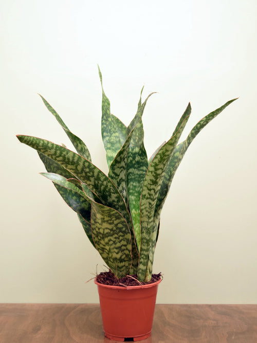 Sansevieria aubrytiana 'Dragon'