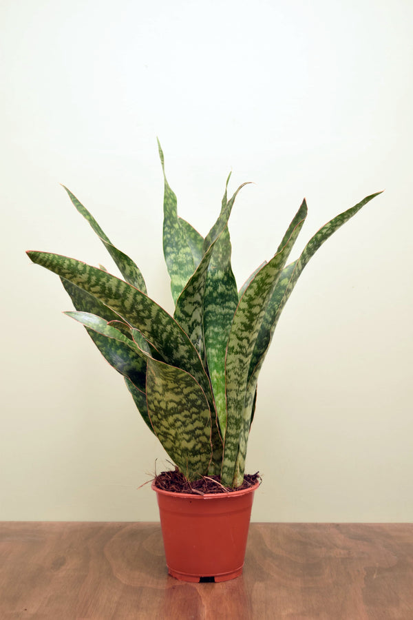 Sansevieria aubrytiana 'Dragon'