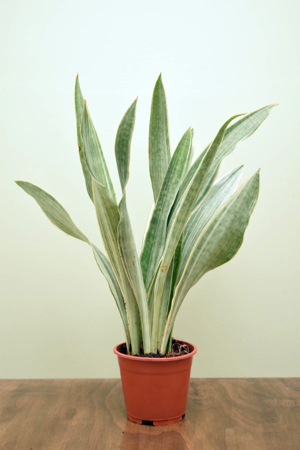 sansevieria aubrytiana Sansevieria aubrytiana 'Metallica'
