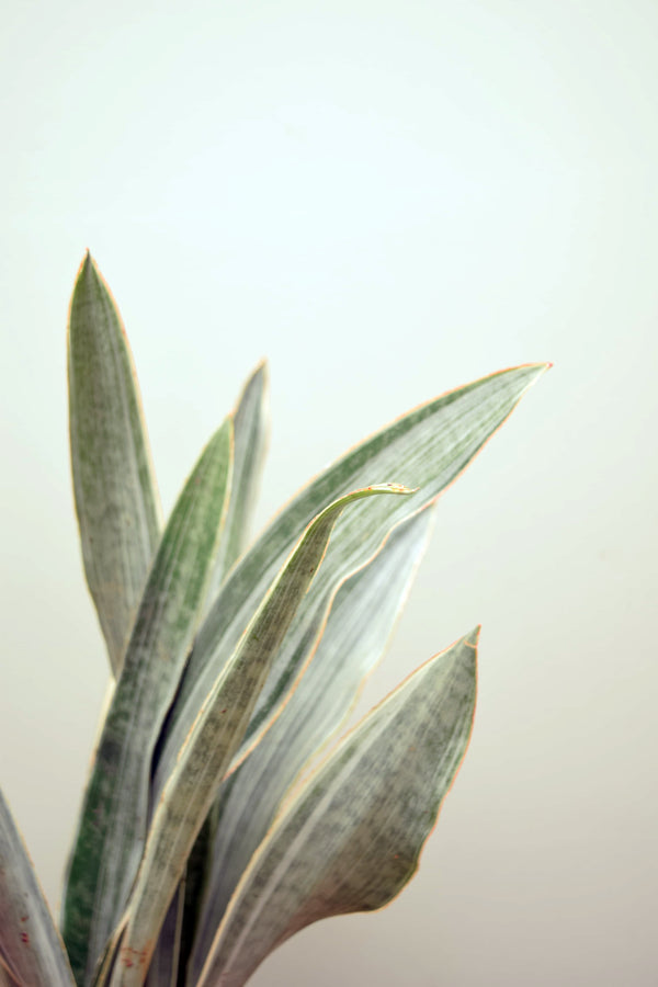 sansevieria metallica tenzan Sansevieria aubrytiana 'Metallica'