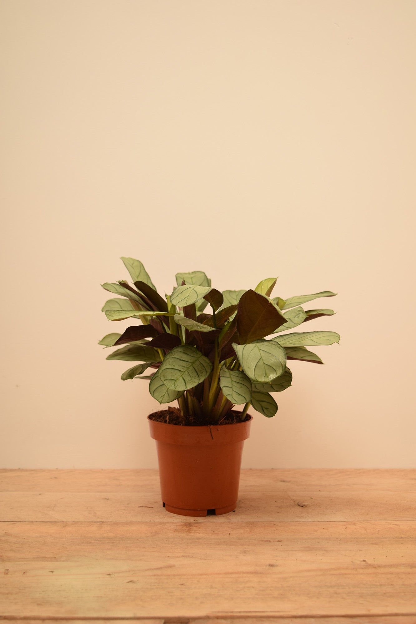 amagris prayer plant Ctenanthe burle-marxii 'Amagris'