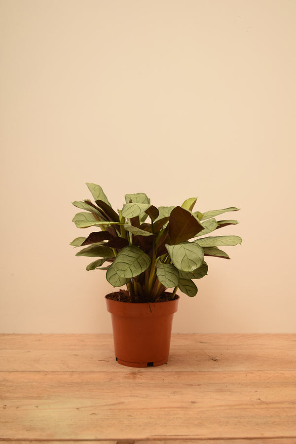 Ctenanthe burle-marxii 'Amagris'