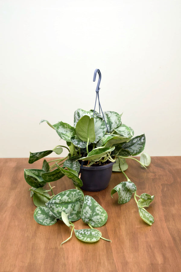 Scindapsus pictus 'Trebie'