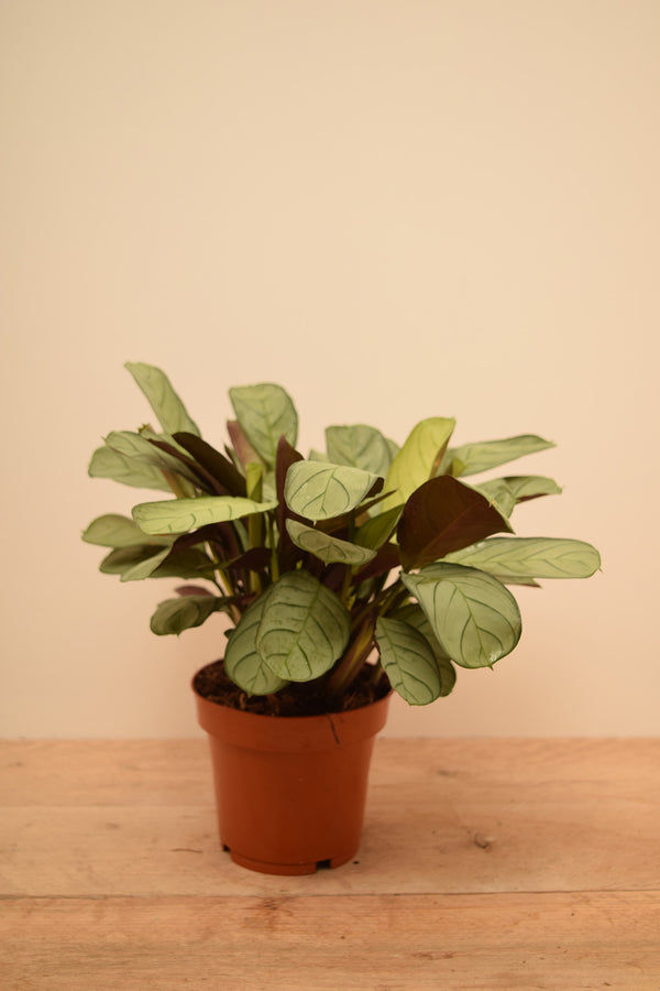 Ctenanthe burle-marxii 'Amagris'