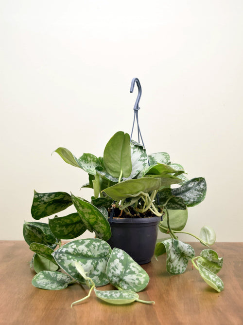 Scindapsus pictus 'Trebie'