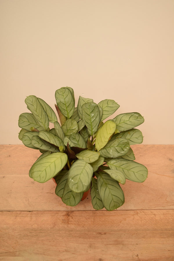 Ctenanthe burle-marxii 'Amagris'