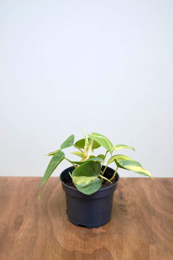 Philodendron hederaceum 'Brasil'