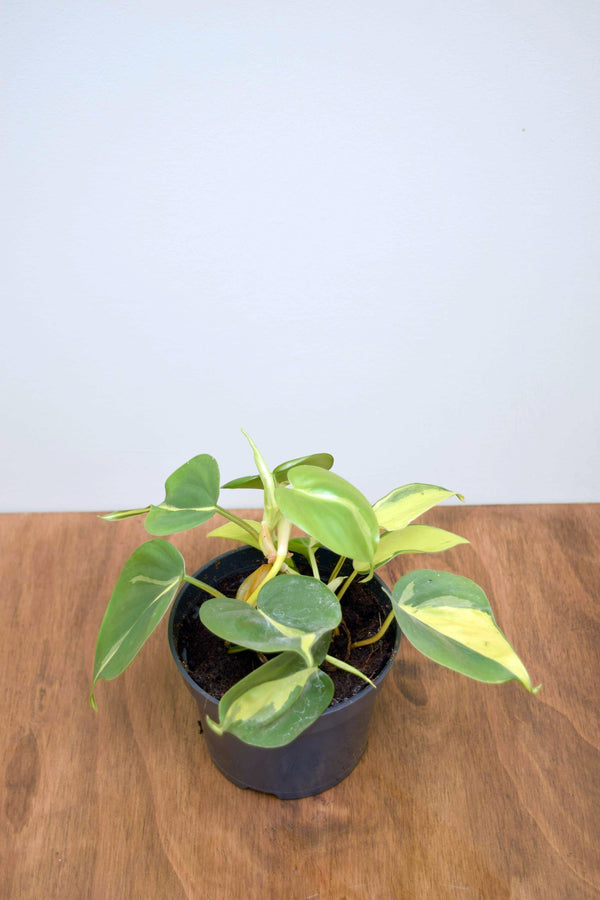 Philodendron hederaceum 'Brasil'