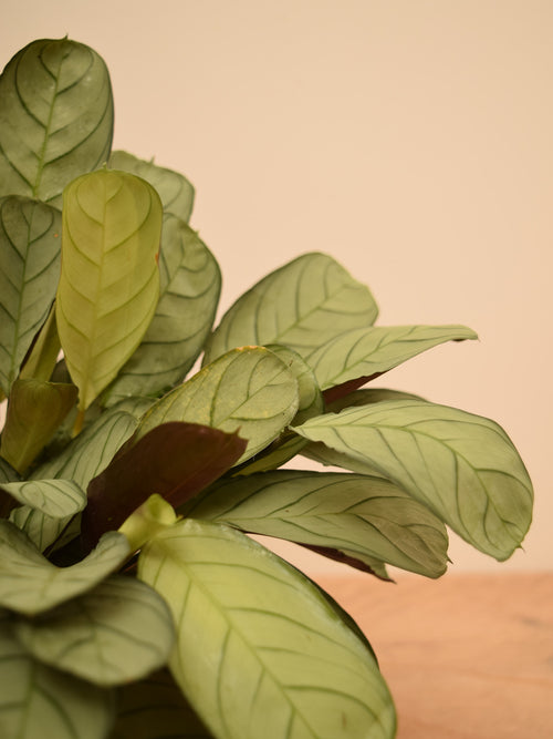 Ctenanthe burle-marxii 'Amagris'