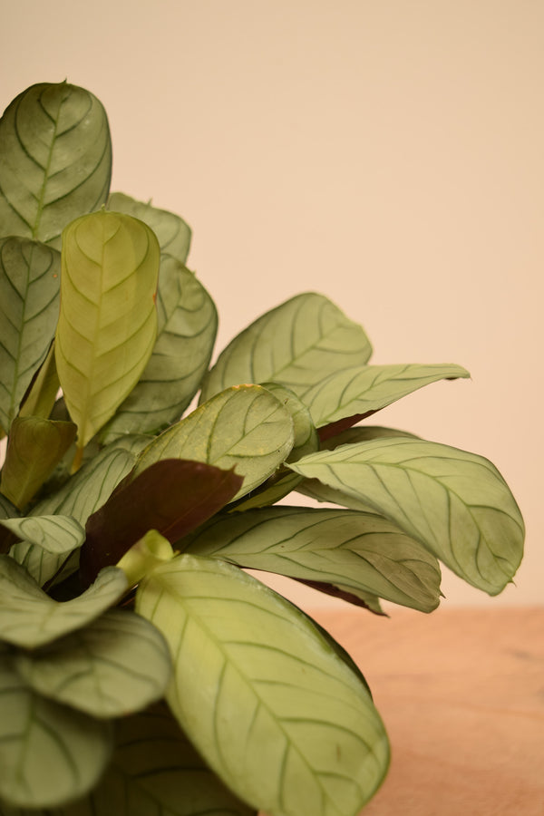 Ctenanthe burle-marxii 'Amagris'