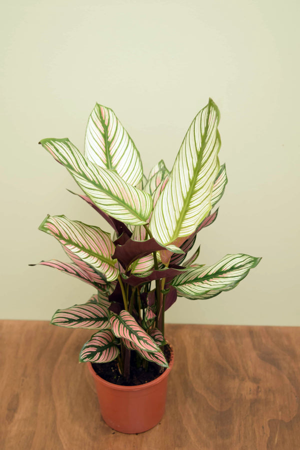 Goeppertia majestica 'Whitestar'